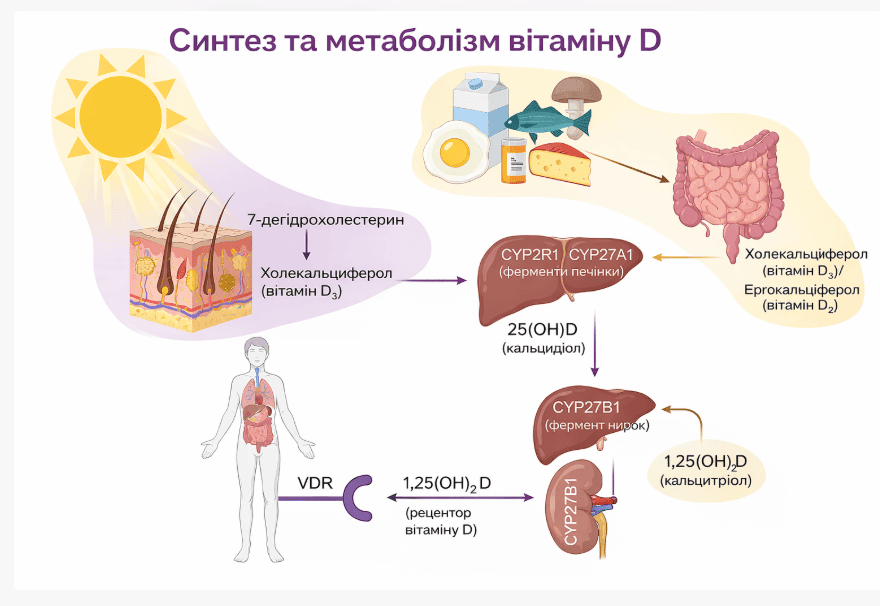 синтез вітаміну д