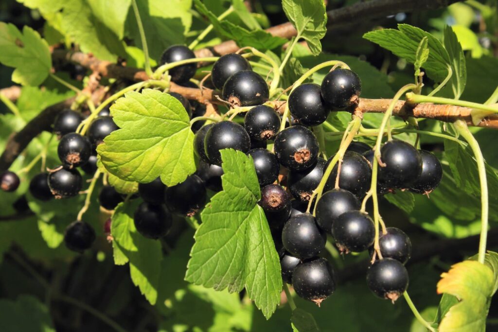 кущ великої смородини