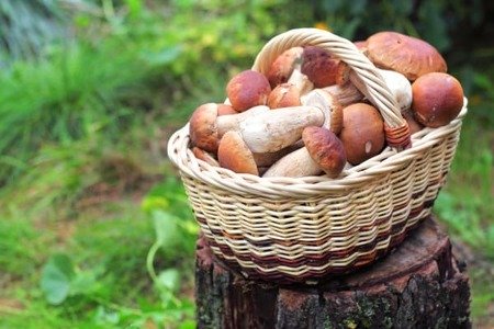 білі гриби як виглядають