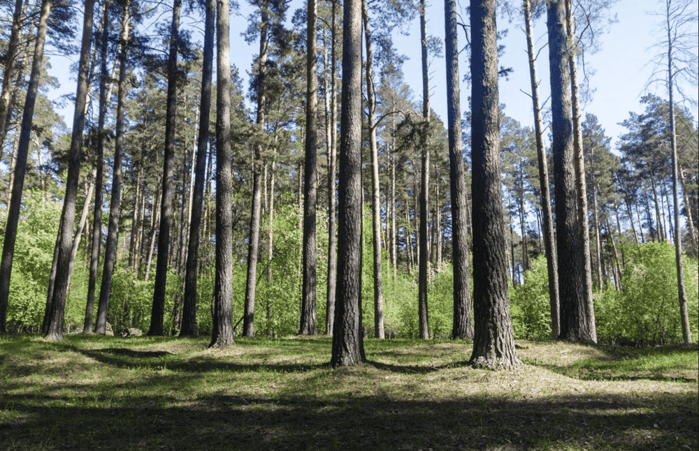 сосновий ліс біля дніпра